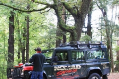 lort-Glenrocy-Paradise-beech-forest-1